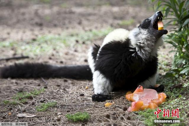 以色列遭高溫襲擊 動物樂享“冰淇淋”解暑