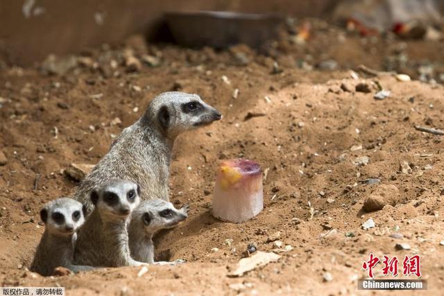 以色列遭高溫襲擊 動物樂享“冰淇淋”解暑