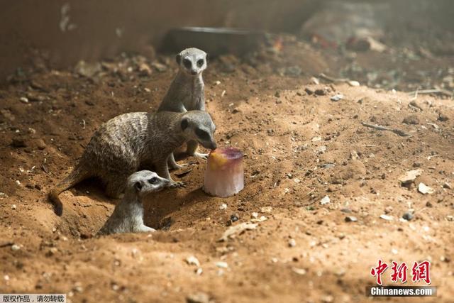 以色列遭高溫襲擊 動物樂享“冰淇淋”解暑