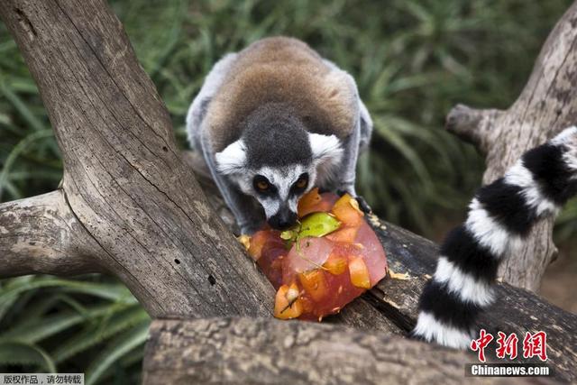 以色列遭高溫襲擊 動物樂享“冰淇淋”解暑