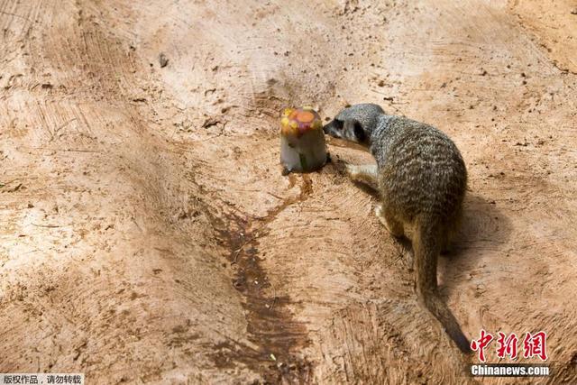 以色列遭高溫襲擊 動物樂享“冰淇淋”解暑