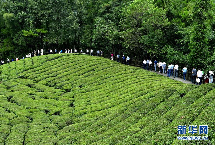 湖北恩施：客滿秋茶園