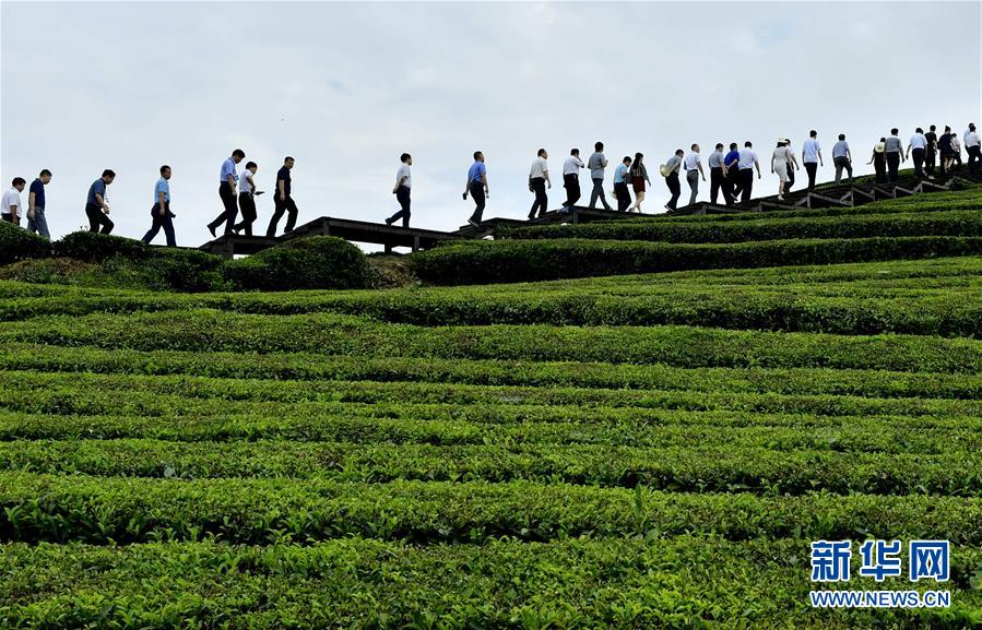 湖北恩施：客滿秋茶園