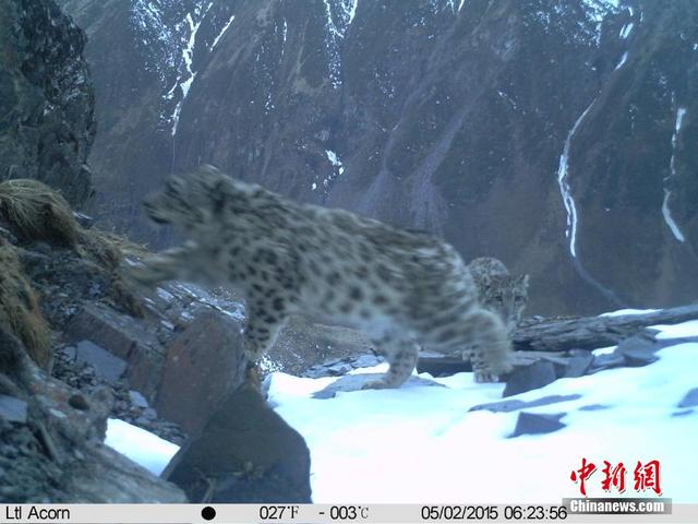 四川臥龍野生雪豹媽媽帶幼崽外出覓食