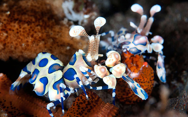 深海攝影展現千姿百態水下生物