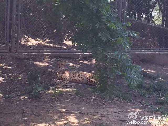 上海載400多遊客觀光車被困動物園猛獸區