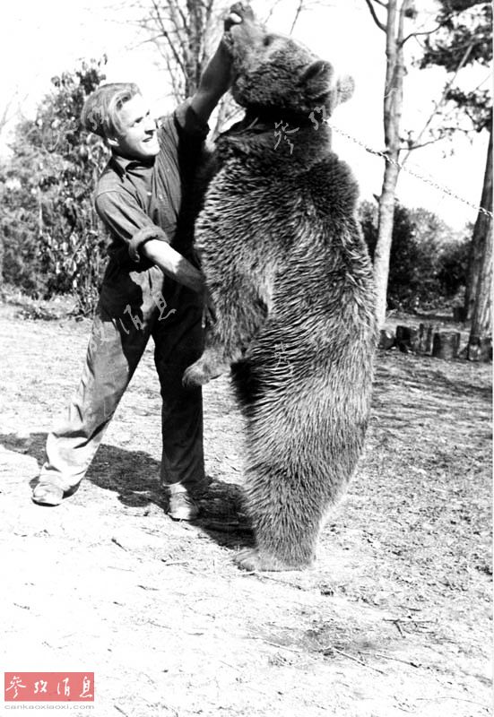 盤點奇葩二戰動物兵：棕熊能灌酒能揍人