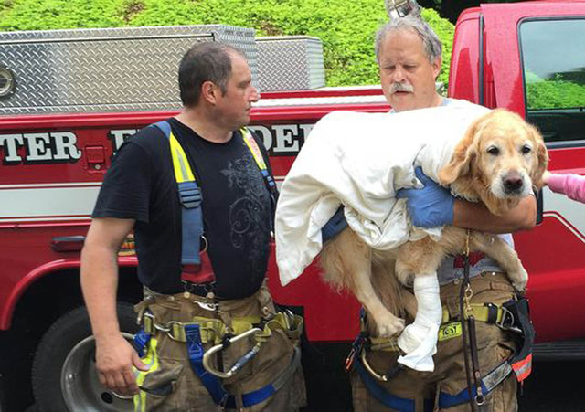 美國一導盲犬車禍瞬間勇擋主人身前