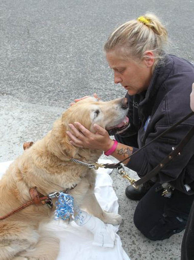 美國一導盲犬車禍瞬間勇擋主人身前