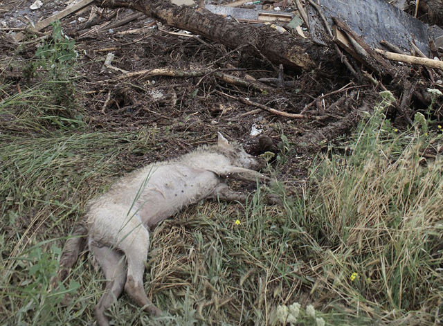 格魯吉亞動物園遭洪水 落跑動物街頭慘被射殺