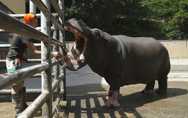 格魯吉亞動物園遭洪水 落跑動物街頭慘被射殺