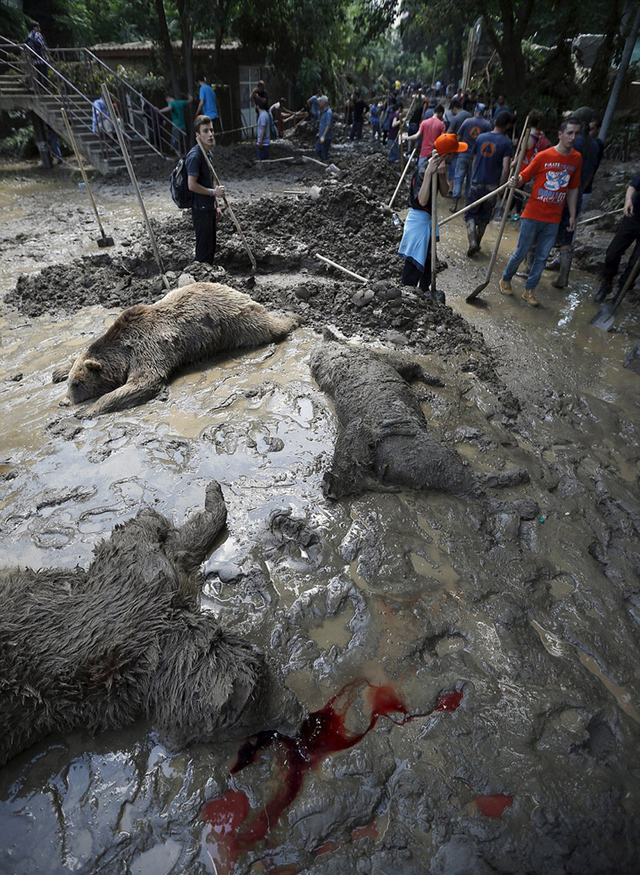 格魯吉亞動物園遭洪水 落跑動物街頭慘被射殺