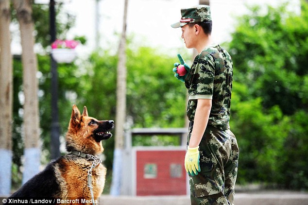 警犬排隊吃飯不爭食不哄搶 萌得心都快融化了