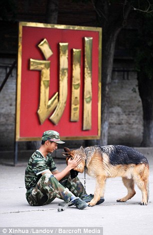 警犬排隊吃飯不爭食不哄搶 萌得心都快融化了