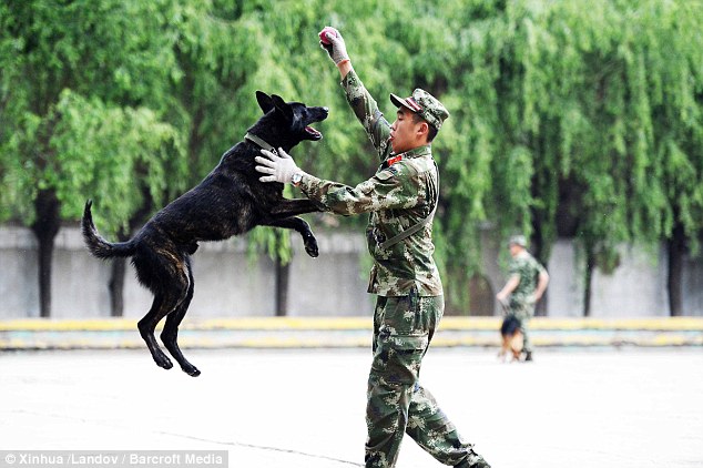 警犬排隊吃飯不爭食不哄搶 萌得心都快融化了