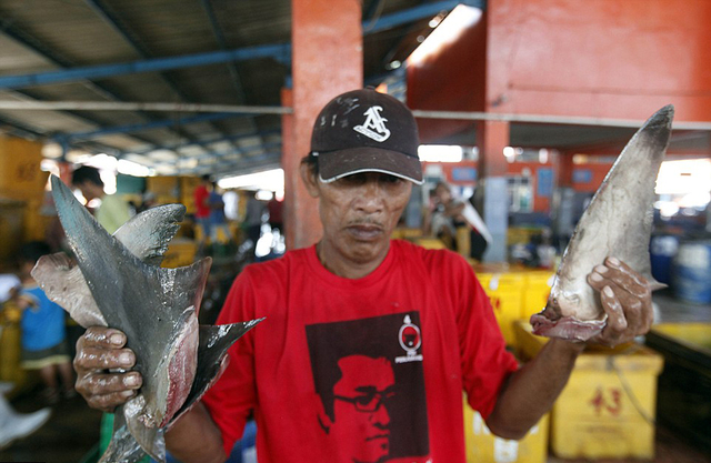 印尼商販公開售魚翅 鯊魚慘遭屠宰觸目驚心