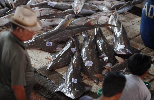 印尼商販公開售魚翅 鯊魚慘遭屠宰觸目驚心