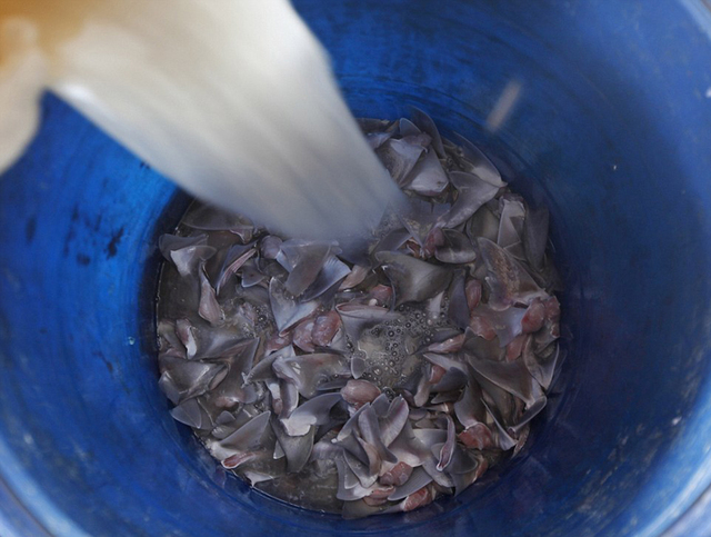 印尼商販公開售魚翅 鯊魚慘遭屠宰觸目驚心