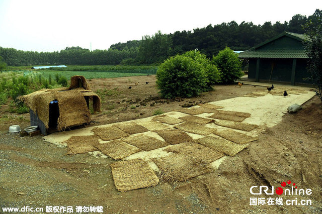 南京地震觀測點養豬預報地震 1天2次彙報情況