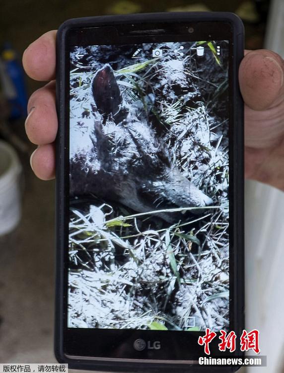 美國男子發現怪物屍體 面相猙獰疑為吸血怪獸