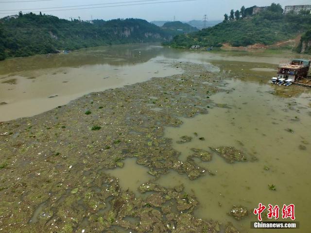 長江支流黃柏河漂浮物氾濫