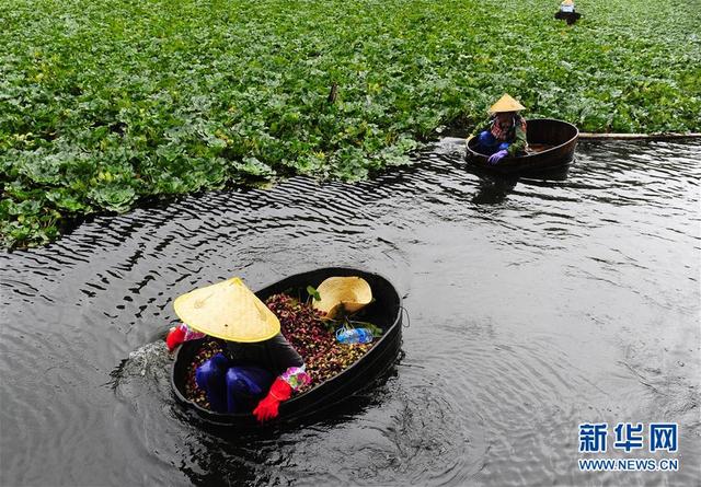 江蘇無錫：秋風起 採菱時