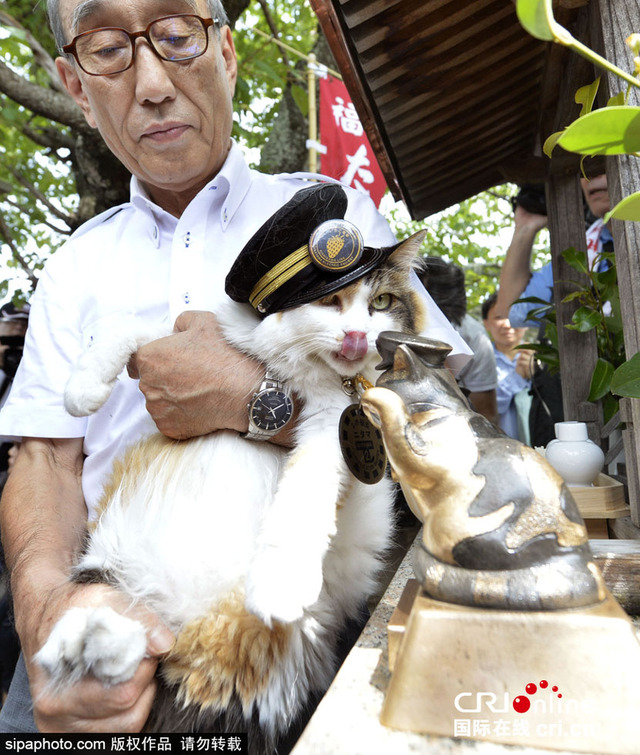 日本"貓站長"繼承者亮相 開啟站長職業生涯