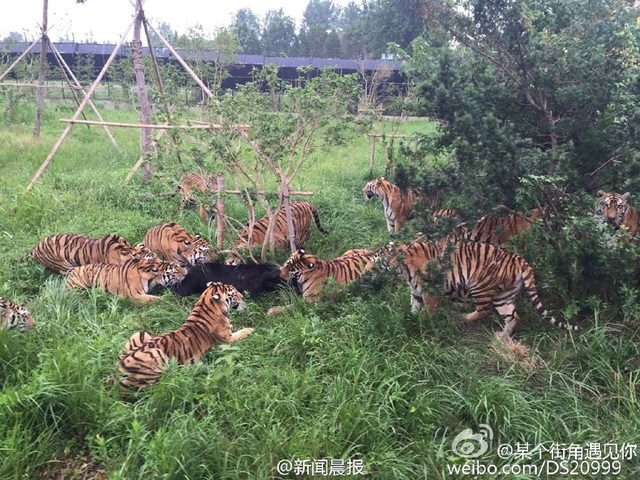 遊客記錄上海野生動物園猛虎咬死黑熊全程