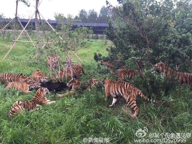 遊客記錄上海野生動物園猛虎咬死黑熊全程