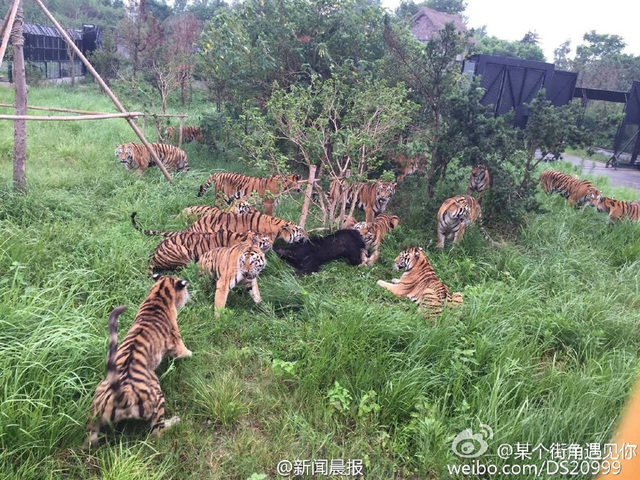 遊客記錄上海野生動物園猛虎咬死黑熊全程