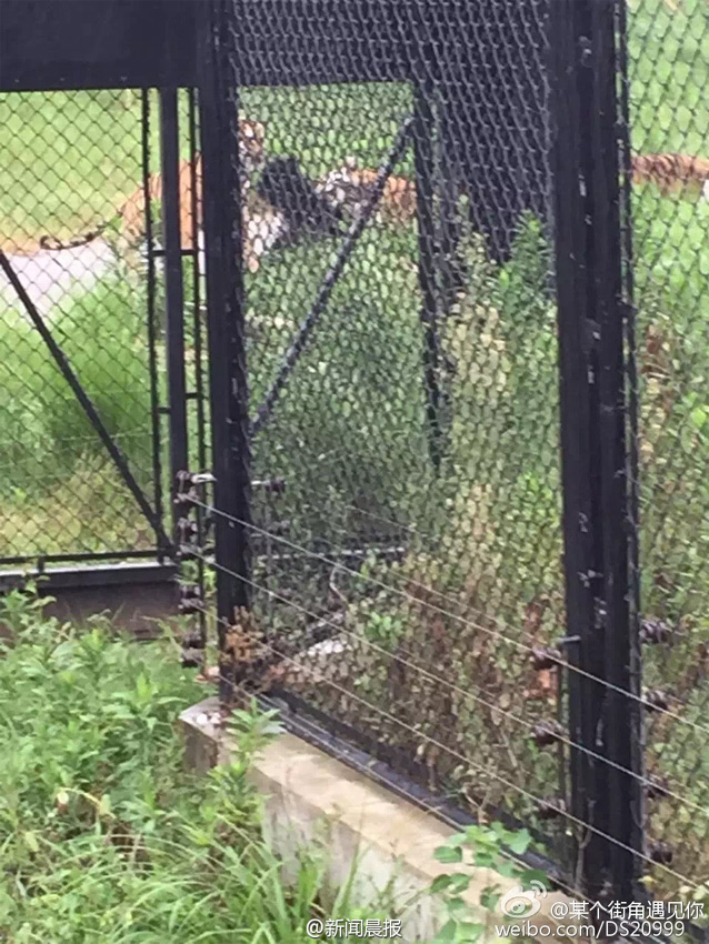 遊客記錄上海野生動物園猛虎咬死黑熊全程