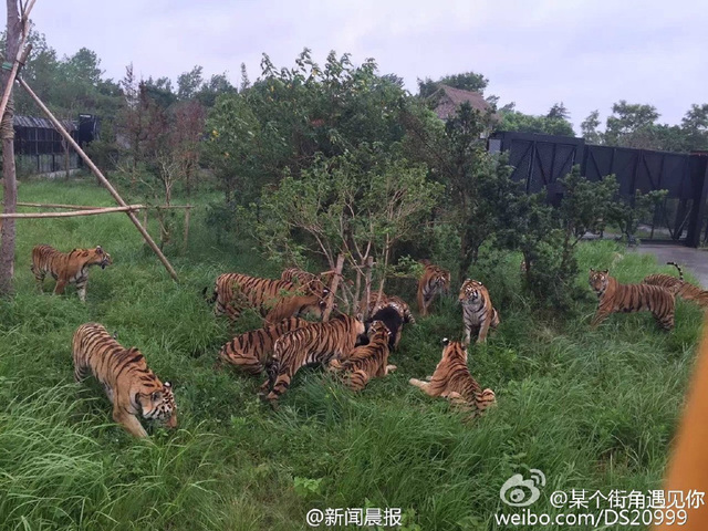 遊客記錄上海野生動物園猛虎咬死黑熊全程