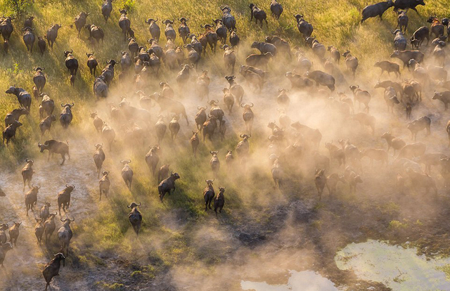 英攝影師高空俯拍非洲野生動物 記錄壯麗自然美景