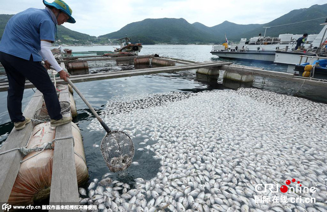 韓國水産養殖場赤潮蔓延 數十萬條魚死亡