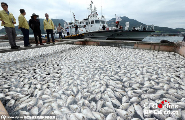 韓國水産養殖場赤潮蔓延 數十萬條魚死亡