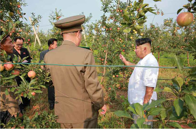 金正恩視察大同江果樹綜合農場 稱讚水果大豐收