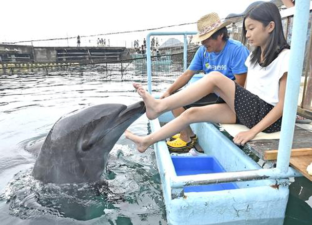 日本水族館請海豚為遊客做“足療”