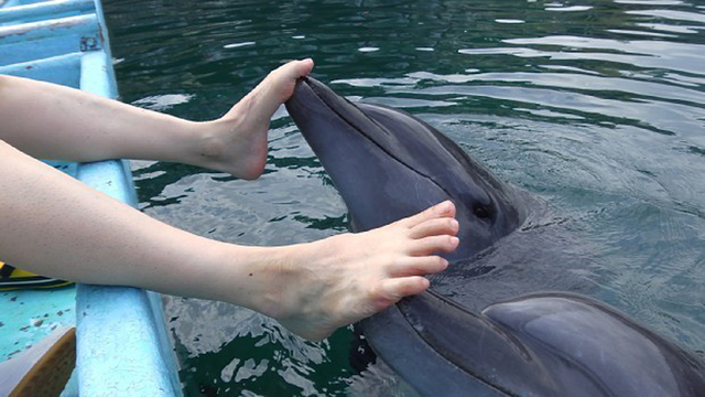 日本水族館請海豚為遊客做“足療”