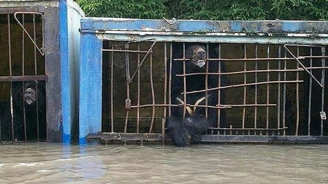 俄邊疆城市遭遇洪水 動物園動物淹死在籠中