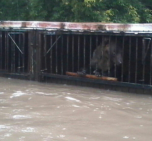 俄邊疆城市遭遇洪水 動物園動物淹死在籠中