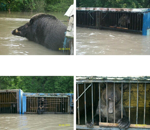 俄邊疆城市遭遇洪水 動物園動物淹死在籠中