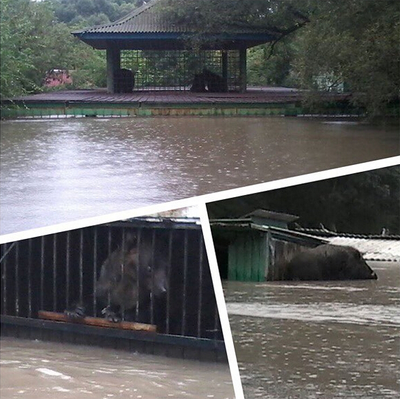 俄邊疆城市遭遇洪水 動物園動物淹死在籠中