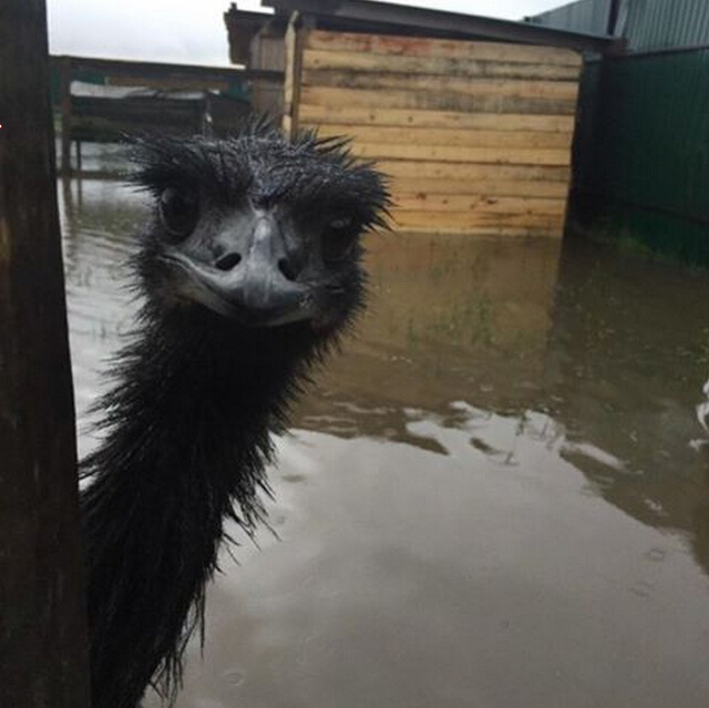 俄邊疆城市遭遇洪水 動物園動物淹死在籠中