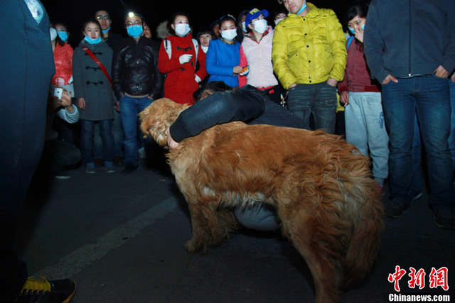 被救千條"玉林狗"在劫難逃:每天都死狗 僅剩400隻