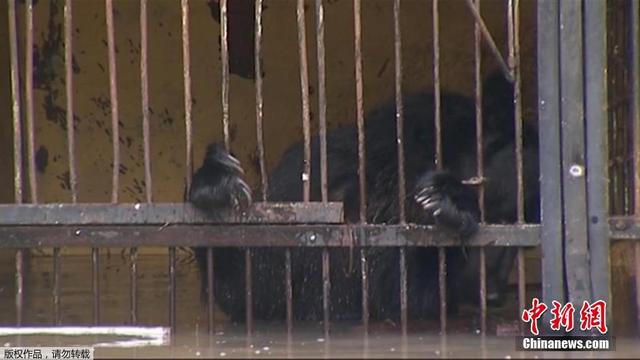 俄羅斯一動物園被淹 黑熊被困齊胸深水中