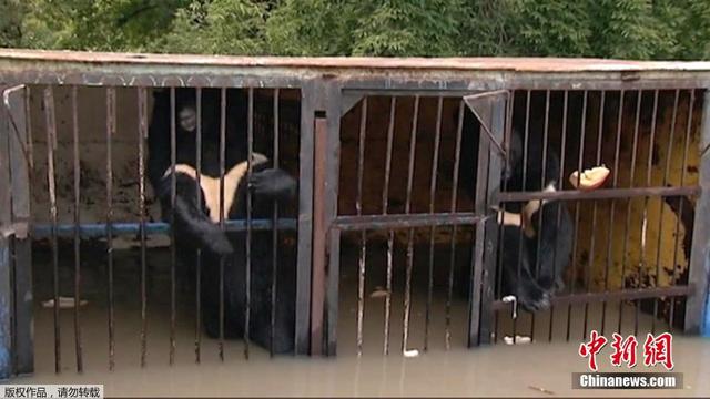 俄羅斯一動物園被淹 黑熊被困齊胸深水中