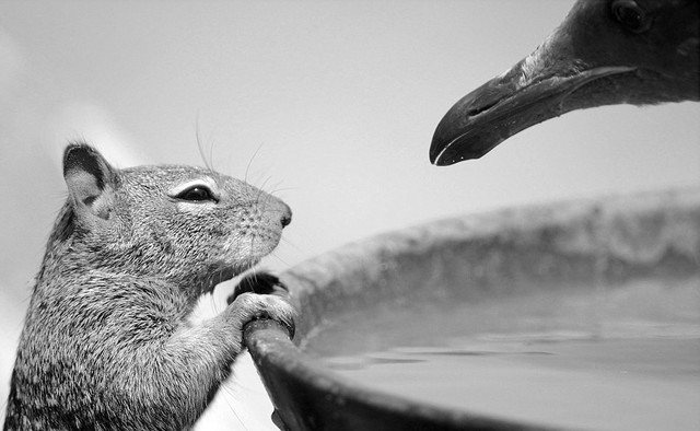 2015野生動物攝影大賽作品曝光 巨蜥摔跤如跳探戈舞