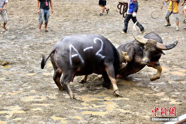 廣西、雲南、貴州等地260頭鬥牛爭"牛王" 場面震撼