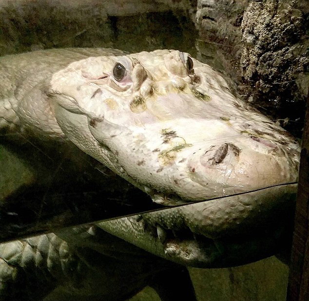 美國水族館28歲罕見白鱷去世 眾多網友留言哀悼