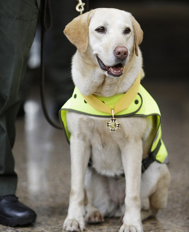 哥倫比亞警犬在機場貨物中發現一噸毒品 被授勳章